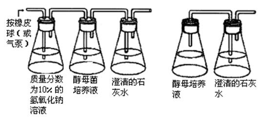 2020年下半年中学教师资格证笔试真题及答案：高中生物（网友版）